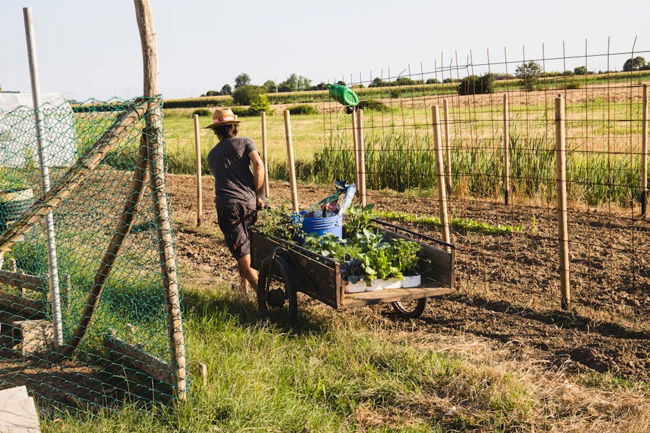 A farmer with a wheelbarrow in a rural garden under the sun, showcasing agricultural work.