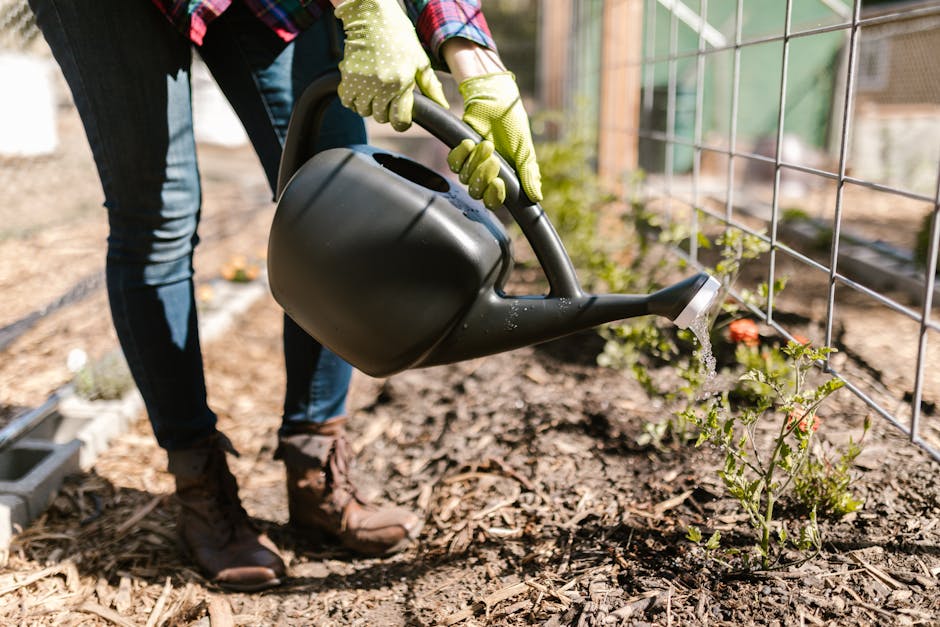 Close-up of gardener using a watering can on vegetable plants in an outdoor garden.